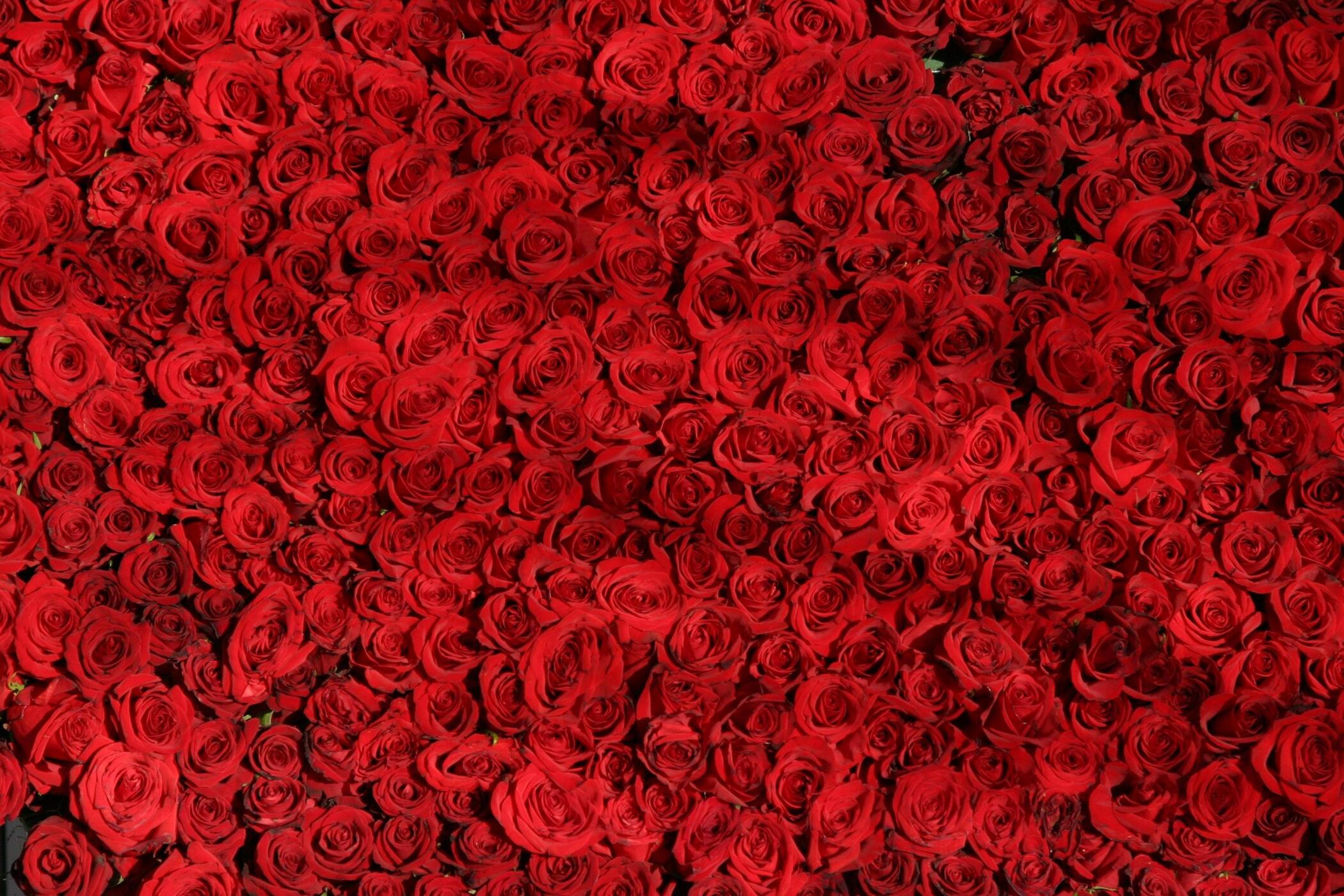 Red roses are love